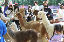 대구 이월드 입주한 동물친구 알파카