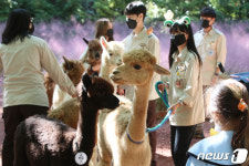 알파카와 함께 즐거운 휴일