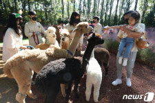 알파카와 함께 가을산책