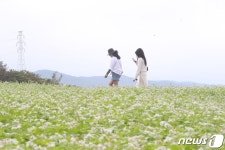 제주 와흘 메밀밭을 걸어요