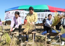 손으로 직접 수확한 쌀 맛 보세요…부안군, 계화면서 손 벼베기 행사