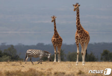 기린의 이례적 공격에 16개월 아기 숨져…남아공 체험농장 참극