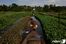 방글라데시, 기후변화로 수상 농장 부활