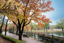 단풍으로 물든 용산가족공원…인생사진 찍으러 오세요