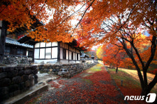 [화보]단풍절정 영천으로 만추 여행 오세요…오감 명소는 여기