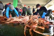 물좋은 대게가 가득