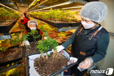스마트큐브에서 재배한 새싹삼