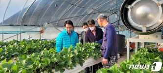 달콤한 강진 딸기, 11월 중순부터 본격 수확…생육상태 양호