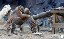어흥 시베리아 호랑이 아기 삼형제, 일반에 첫 공개