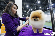 코리아프리미어도그쇼 예쁘게 더 예쁘게