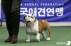 최고의 애견을 뽑아라