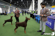 2022 코리아프리미어도그쇼