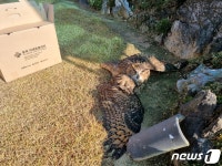 천연기념물 수리부엉이 보은 삼승면 도로서 교통사고…치료 중