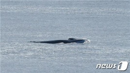 수산과학원 가을철 동해서 35일간 고래류 1639마리 발견