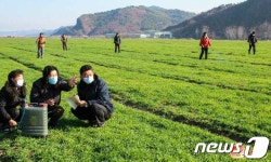 노동신문 결실 날 때까지 노력… 밀농사 자신심