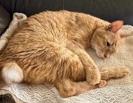 동물병원에 버려졌던 배다해 고양이…암 꼭 극복하길[펫톡톡]