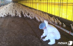 나주 육용오리 농장서 H5형 AI검출, 전남 가금농장 7번째…4만마리 살처분