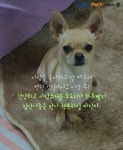  [펫카드]농수로에서 푸들 친구 의지하다 홀로 남겨진 치와와