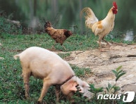 농장동물진료권특위 항생제 오남용 심각…혈세 낭비도 문제