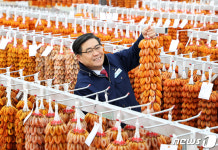 지리산 기운 받은 함양 곶감 맛보세요