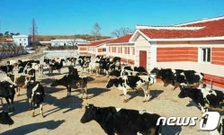 개건현대화 완료한 북한 대안젖소목장…육아 정책 꽃펴