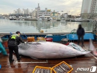 포항 호미곶 앞바다서 길이 5.36m 밍크고래 혼획…1억1520만원에 위판