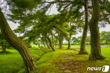 충북 금굴리 소나무 마을숲 등 6곳 국가산림문화자산 선정