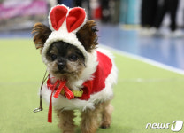 크리스마스 펫쇼 산타 복장한 강아지