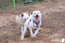 뛰어노는 곰이와 송강