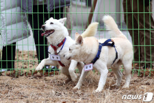[뉴스1 PICK]文 기르던 풍산개 곰이·송강 광주에 새 보금자리…시민들에 재롱