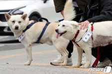 [뉴스1 PICK]文 기르던 풍산개 곰이·송강 광주에 새 보금자리…시민들에 재롱