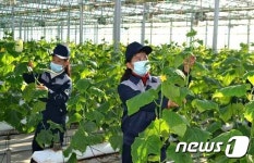 올해 채소 생산계획 완수한 북한 중평온실농장