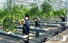 연간 계획 완수한 북한 중평온실농장…신선한 남새 정상 공급