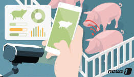 폰으로 소 팔고 돼지는 딥러닝 체중 분석…신세계 농촌