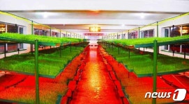 北 함경남도 인흥젖소목장에 꾸린 보리싹 재배장