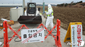 정읍 육용오리 농장, 고병원성 조류인플루엔자 확진 판정