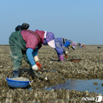 ‘겨울 별미’ 홍성 천수만 굴 채취 한창…㎏당 2만5000원 판매
