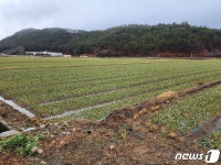 76.5㎜ 단비에 마늘 주산지 고흥 활짝…완전히 해갈됐어요