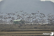 멸종위기종 천연기념물 흑두루미, 단체 비행 뒤 착륙