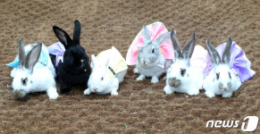 한복 입은 이월드 토끼가족