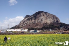 강추위 속 제주에서 봄 기운 빼꼼