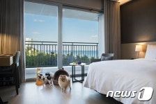 반려동물과 온 가족이 함께하는 강원 ‘펫캉스’ 성지는 어디?