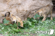 동물농장 탈출해 강릉 야산 돌아다닌 새끼 사자 2마리…2시간 여만에 포획