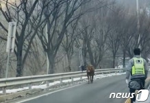 소·돼지·산양·닭·염소…동물 구조 강원도의 특별한 추격전