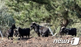 되풀이되는 제주와 흑염소 악연…성산일출봉부터 산방산까지