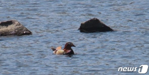 소양강댐‧광동댐‧달방댐 생태계 건강’…수달‧삵 등 멸종위기종 다수 서식