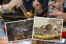 맹독성 낙지가 해물전골에…식당서 밥 먹다 황천 갈 뻔
