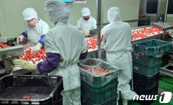 고령 특화작물 딸기생산지, 농촌융복합산업지구 공모 선정