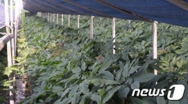 무주군, 인삼재배 터널형 해가림 시설 지원…병해 60%↓수량 15%↑