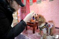 강아지 포차에서 간식을